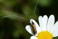 Nemophora metallica