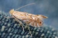 Phyllonorycter quercifoliella