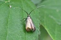 Adela reaumurella