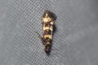 Denisia