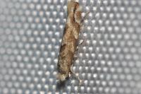 Phyllonorycter