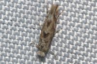 Phyllonorycter