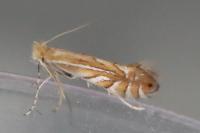 Phyllonorycter quercifoliella