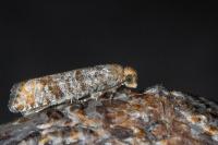 Pseudococcyx posticana