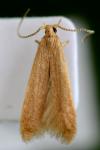 Coleophora flavipennella