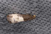 Notocelia cynosbatella