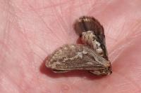 Korscheltellus lupulinus