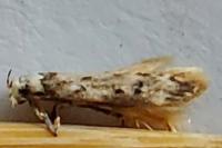Endrosis sarcitrella