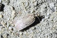Agonopterix