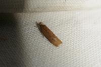 Helcystogramma triannulella