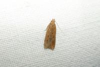 Helcystogramma triannulella