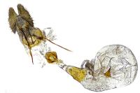 Pseudococcyx posticana