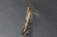 Argyresthia spinosella