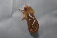 Korscheltellus lupulinus