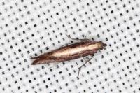 Acrolepiopsis vesperella
