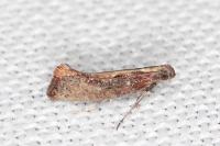 Acrolepiopsis vesperella