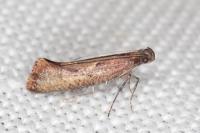 Acrolepiopsis vesperella