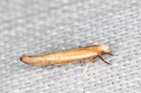 Zelleria hepariella