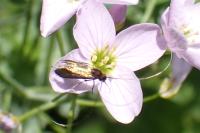Cauchas rufimitrella