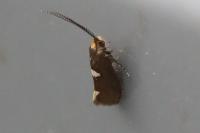 Incurvaria masculella
