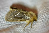 Korscheltellus lupulinus