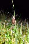 Agonopterix