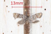 Pseudococcyx posticana