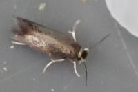Stigmella