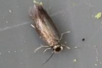 Stigmella