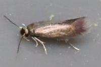 Stigmella