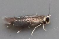 Stigmella