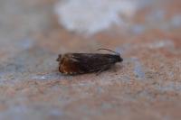 Pammene rhediella
