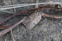 Agonopterix purpurea