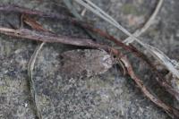 Agonopterix purpurea