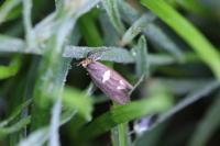 Incurvaria masculella