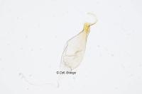 Neofaculta ericetella