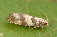 Thiodia trochilana