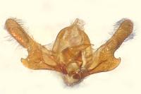 Thiodia trochilana