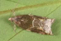 Rhopobota naevana
