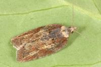 Acleris hastiana