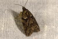 Cnephasia