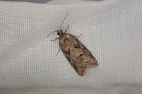 Cnephasia