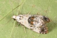 Neocochylis hybridella