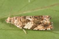 Epinotia abbreviana