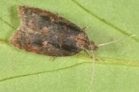 Acleris umbrana