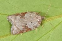 Acleris sparsana