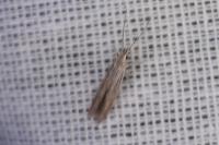 Coleophora