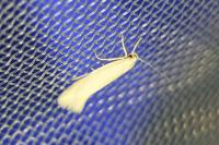 Elachista argentella