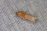 Eucosma