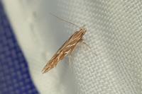 Pyroderces argyrogrammos